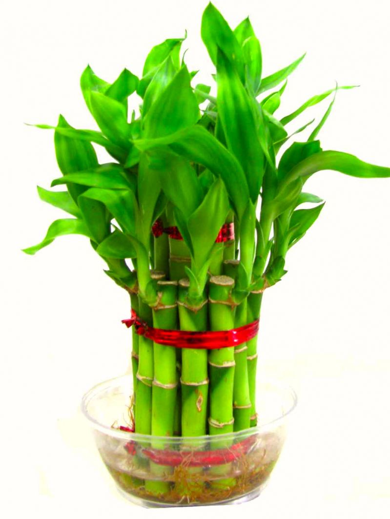 Send 2 Layer Good Luck Bamboo Plants To Philippines | Delivery Green ...