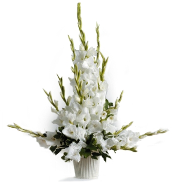 Pure White Gladiolus Send to Manila Philippines