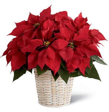 Red Poinsettia Planter Send to Manila