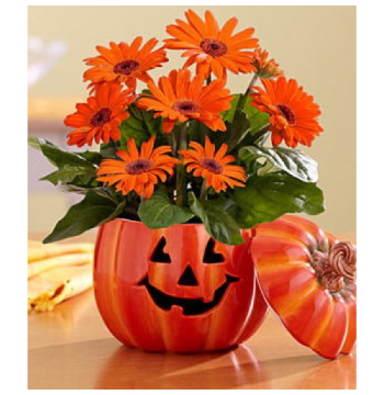 The Great Gerbera Pumpkin in a Pumpkin Vase to Manila