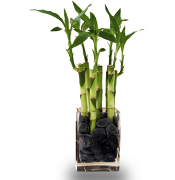 Indoor Lucky Bamboo Plant