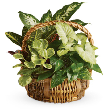 Full Green Garden Basket