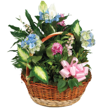 Green Planter in Basket