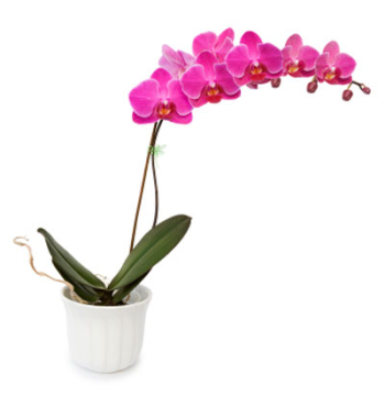 Pink Color Orchids Plant