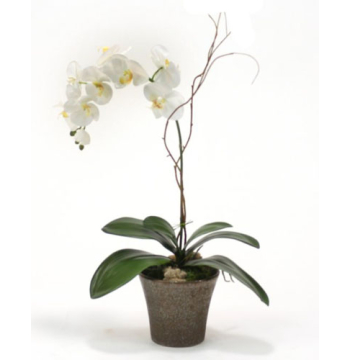 ​Phalaenopsis Orchid Plant in Orchid Pot​