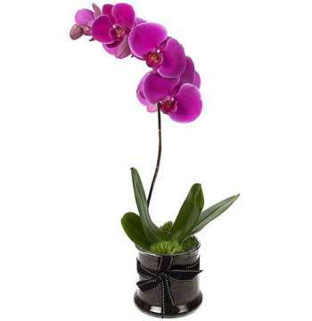 ​Phalaenopsis Yellow Orchids Plants