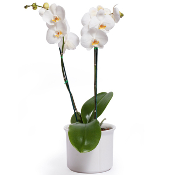 Beautiful White Phalaenopsis Orchid - Double Stem