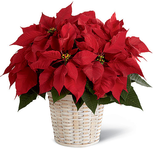 Red Poinsettia Planter Send to Manila