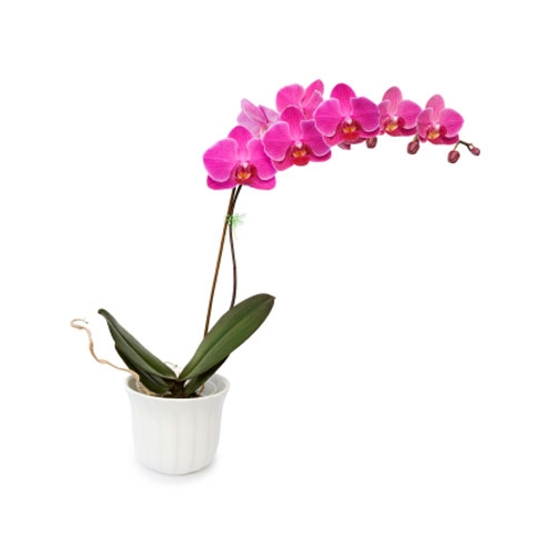 Pink Color Orchids Plant