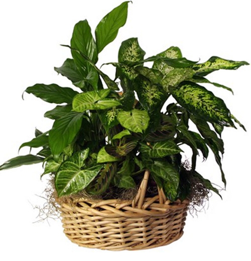 Mixed Green Plants Basket