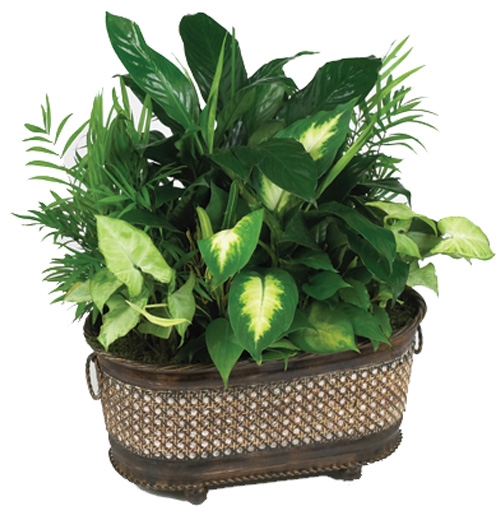 Green Planter in Basket