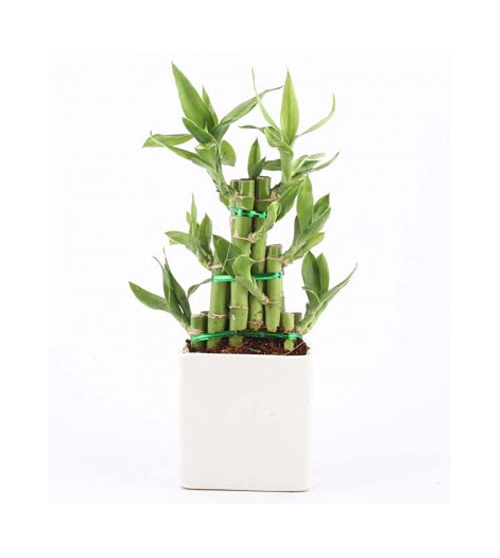 Elegant Lucky Bamboo