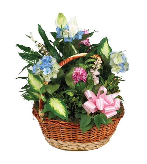 Green Planter in Basket