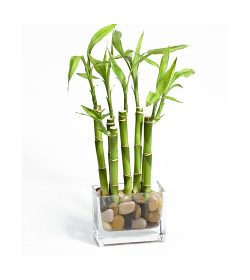 Dracaena Sanderiana Lucky Bamboo