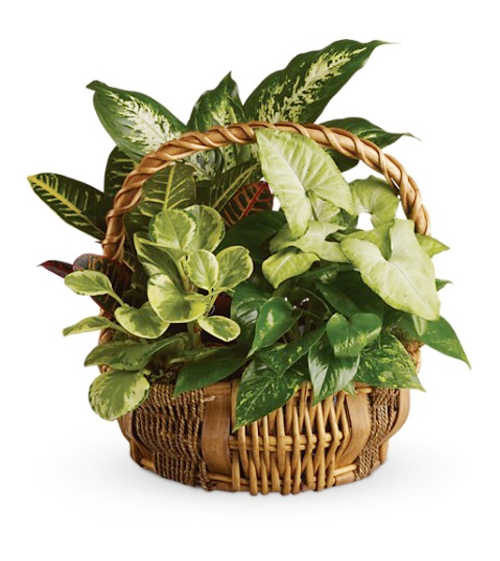 Full Green Garden Basket