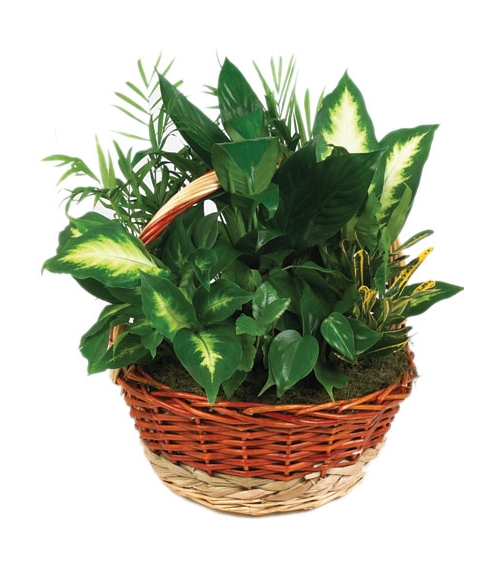 Full Green Garden Basket