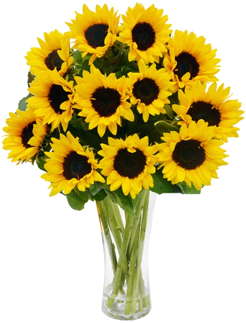 two dozen sunflower in vase to manila