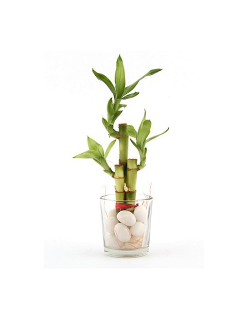 Elegant Lucky Bamboo