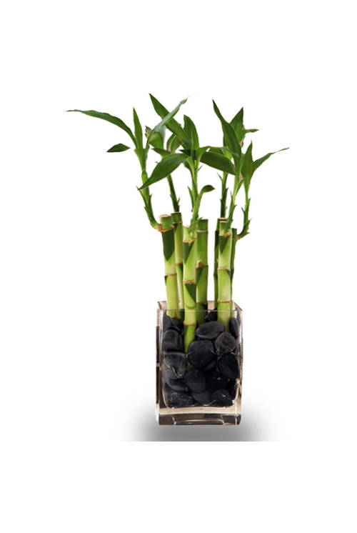 Indoor Lucky Bamboo Plant