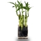 Indoor Lucky Bamboo Plant